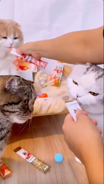 แกงค์เหมียวเลือกขนมแมวเลีย Catamin หลายสูตร