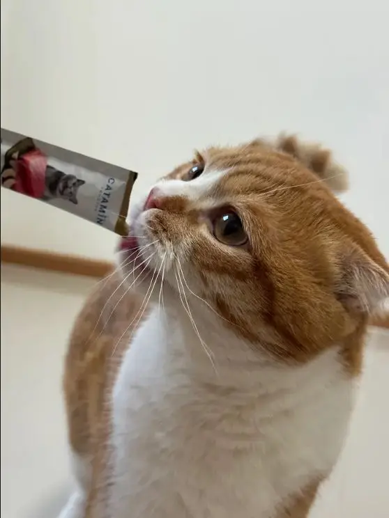 แมวสีส้มกำลังกินขนมแมวเลีย Catamin