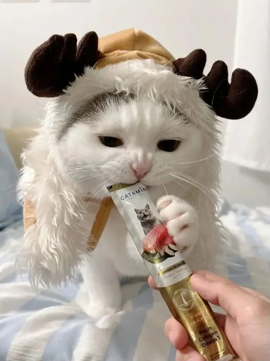 แมวขนยาวสวมชุดกวางกำลังกินขนมแมวเลีย Catamin