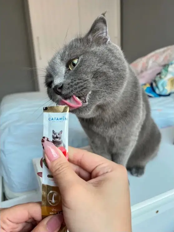 แมวสีเทากำลังเลียขนมแมว Catamin จากซอง