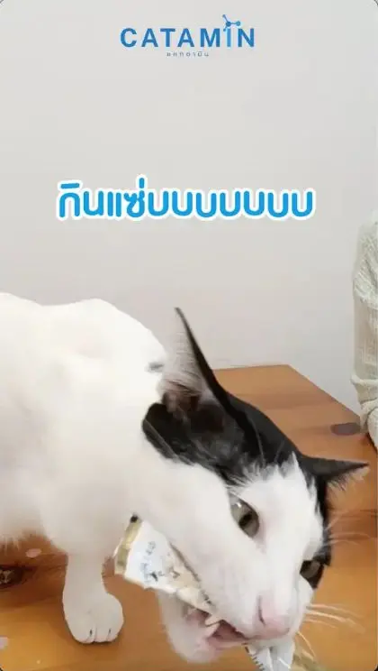แกงค์เหมียว CATAMIN กินขนมแมวเลียอย่างเอร็ดอร่อย