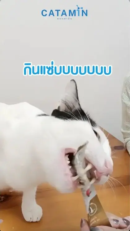 แมวขาวดำกำลังกินขนมแมวเลีย Catamin
